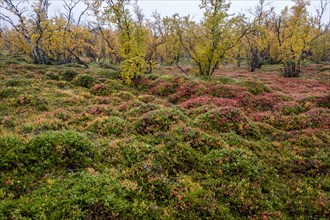 Autumnal forest floor