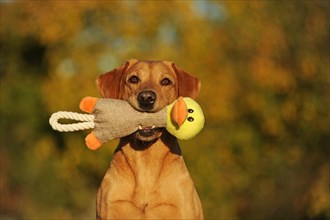 Labrador Retriever