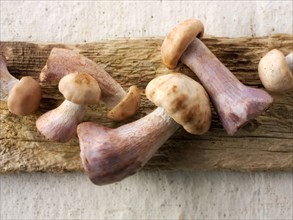 Freshly picked wood blewit mushrooms