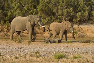 African bush elephants