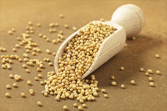Yellow mustard seed