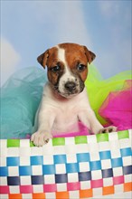 Parson Russell Terrier sitting in colourful basket