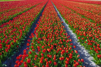 Red Dutch tulips