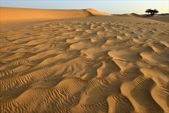 Sanddunes of Al Khaluf desert