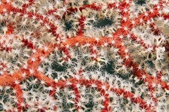 Detail of horn coral
