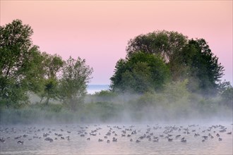 Geese at dawn
