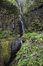 Waterfall with typical fern vegetation