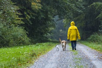 Woman walking with dogs in the rain