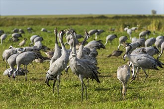 Common or European cranes