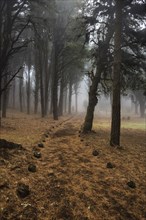 Hiking trail through forest in dense fog