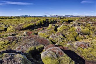 Moss-covered lava field Laufskalavaroa