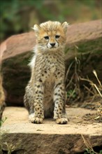 Sudan cheetah