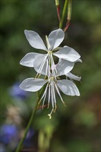 Flower of Lindheimer's beeblossom
