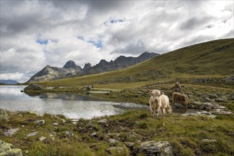 Scottish highland cattle grazing on the Scheidsee