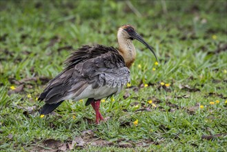Buff-necked ibis