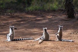Three Ring-tailed lemurs