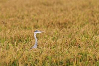 Grey Heron