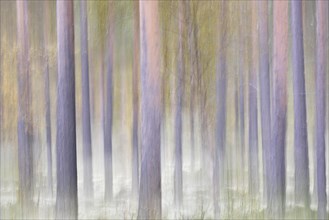 Forest in autumn