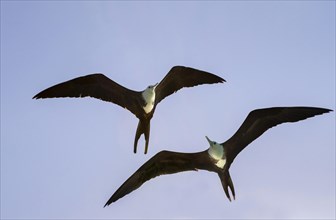 Magnificent frigatebirds