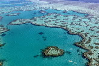 Coral Reef