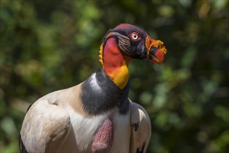 Portrait of King Vulture