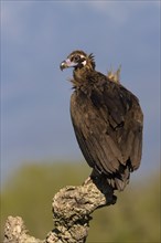 Monk vulture