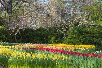 Flower garden with multi-colored tulips