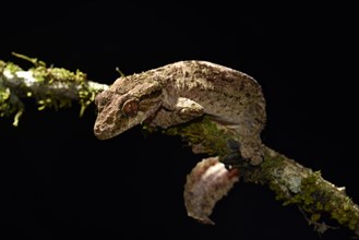 Uroplatus alluaudi