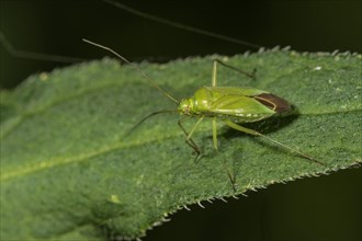 Calocoris affinis