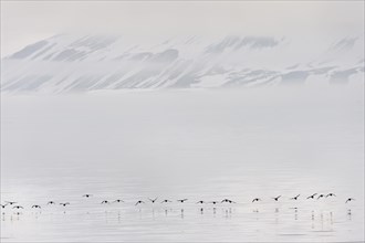 Flock of Thick-billed Murres