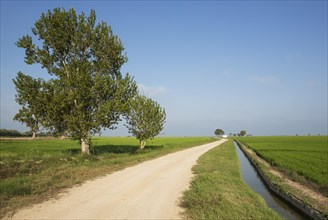 Country lane and canal amidst rice fields