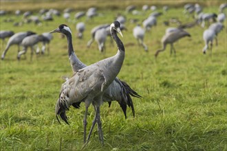 Common or European crane