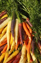 Colourful carrots