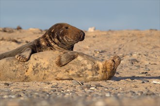 Grey Seals