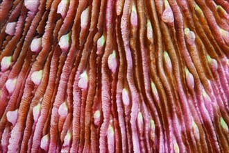 Polyps of a mushroom coral