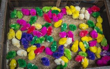 Colorfully colored chicks in tight cage