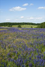 Large-leaved lupin