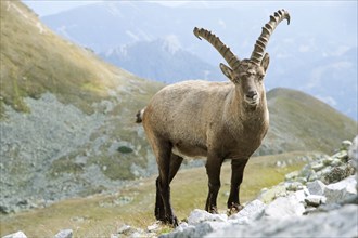 Alpine Ibex