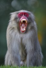 Japanese macaque or snow monkey