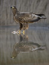 White-tailed eagle