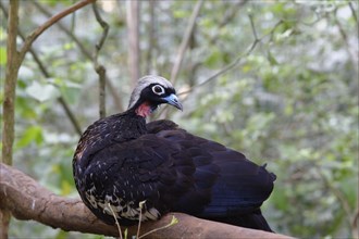 Black-Fronted Piping-Guan