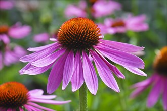 Narrow-leaved purple coneflower