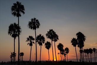 Palms in backlight at sunset