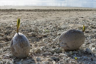 Coconuts with seed on the beach