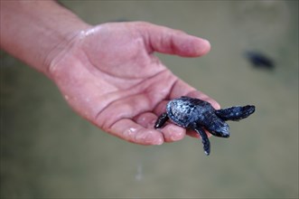 Baby turtle in a hand