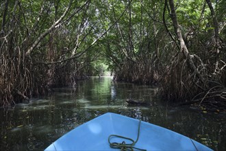 Boat ride through mangrove forest