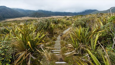 Trail through swampland