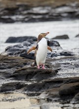 Yellow-eyed penguin