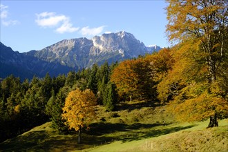 Autumn forest in front of Berchtesgadener Hochthron