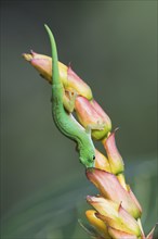 Small day gecko